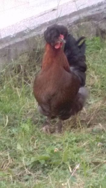 19074582_1894067477525106_859278349_o (1) - Găini moțate - Petrila - Hunedoara - Date de contact - 0736386535 - Negru Lucian