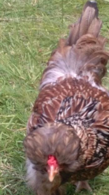 19074784_1894067810858406_1447032236_o (1) - Găini moțate - Petrila - Hunedoara - Date de contact - 0736386535 - Negru Lucian