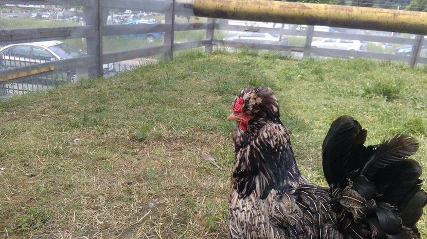 19074921_1894067720858415_1307070072_o (1) - Găini moțate - Petrila - Hunedoara - Date de contact - 0736386535 - Negru Lucian