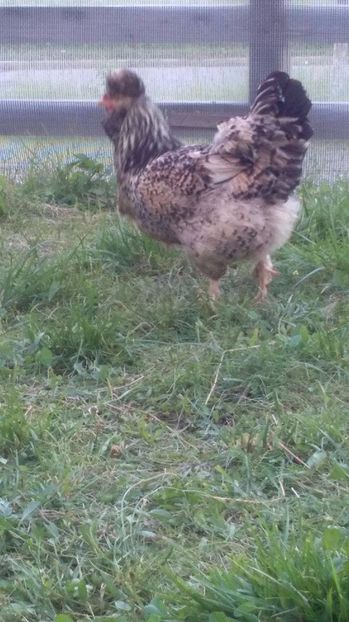 19096044_1894067567525097_491564108_o (1) - Găini moțate - Petrila - Hunedoara - Date de contact - 0736386535 - Negru Lucian