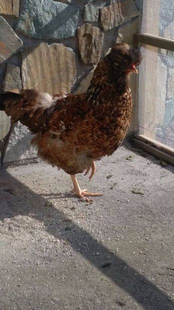 19096236_1894068134191707_1808102540_o (1) - Găini moțate - Petrila - Hunedoara - Date de contact - 0736386535 - Negru Lucian