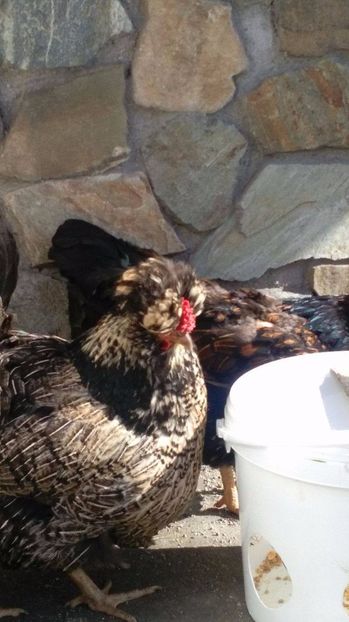 19104800_1894068190858368_1124798799_o - Găini moțate - Petrila - Hunedoara - Date de contact - 0736386535 - Negru Lucian