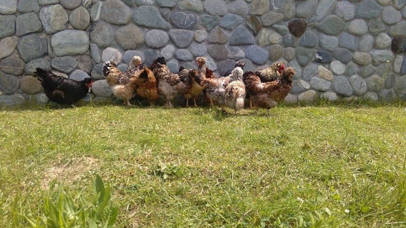 19104973_1894067790858408_15797153_o (1) - Găini moțate - Petrila - Hunedoara - Date de contact - 0736386535 - Negru Lucian