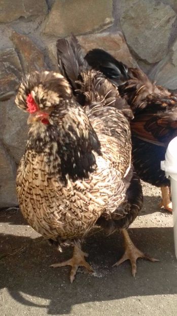 19104991_1894068177525036_2125298982_o - Găini moțate - Petrila - Hunedoara - Date de contact - 0736386535 - Negru Lucian