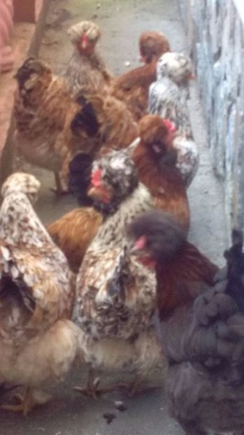 19105027_1894067637525090_112798210_o (1) - Găini moțate - Petrila - Hunedoara - Date de contact - 0736386535 - Negru Lucian