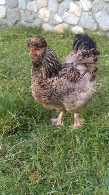 19125358_1894067454191775_2140538172_o (1) - Găini moțate - Petrila - Hunedoara - Date de contact - 0736386535 - Negru Lucian