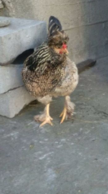 19126311_1894067444191776_1188766250_o (1) - Găini moțate - Petrila - Hunedoara - Date de contact - 0736386535 - Negru Lucian