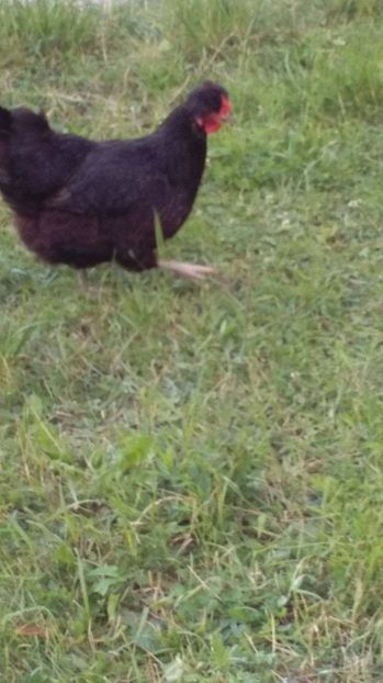 19179675_1894067497525104_435719893_o (1) - Găini moțate - Petrila - Hunedoara - Date de contact - 0736386535 - Negru Lucian