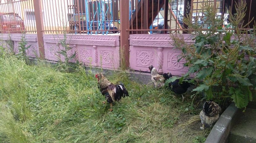 19197494_1894067697525084_841330655_o (1) - Găini moțate - Petrila - Hunedoara - Date de contact - 0736386535 - Negru Lucian