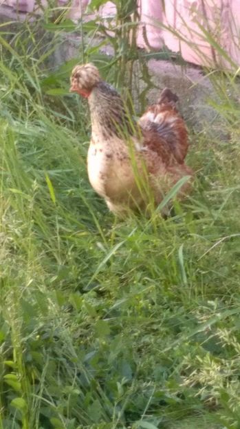 19197562_1894067437525110_1634333130_o (1) - Găini moțate - Petrila - Hunedoara - Date de contact - 0736386535 - Negru Lucian