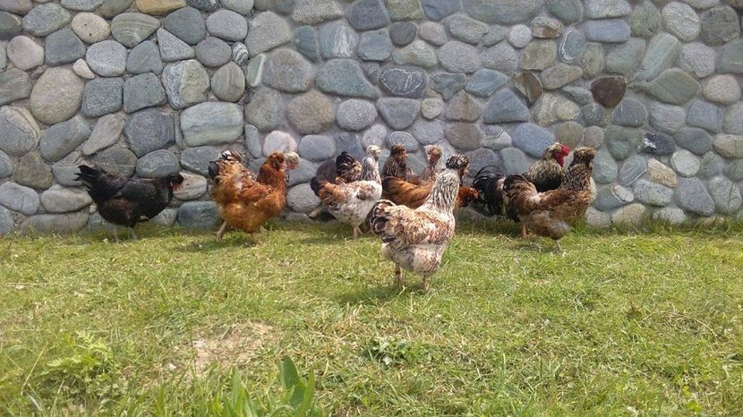 19204703_1894067797525074_820499767_o (1) - Găini moțate - Petrila - Hunedoara - Date de contact - 0736386535 - Negru Lucian