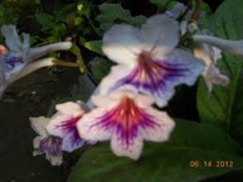 images (2) - 2017 DORINTE