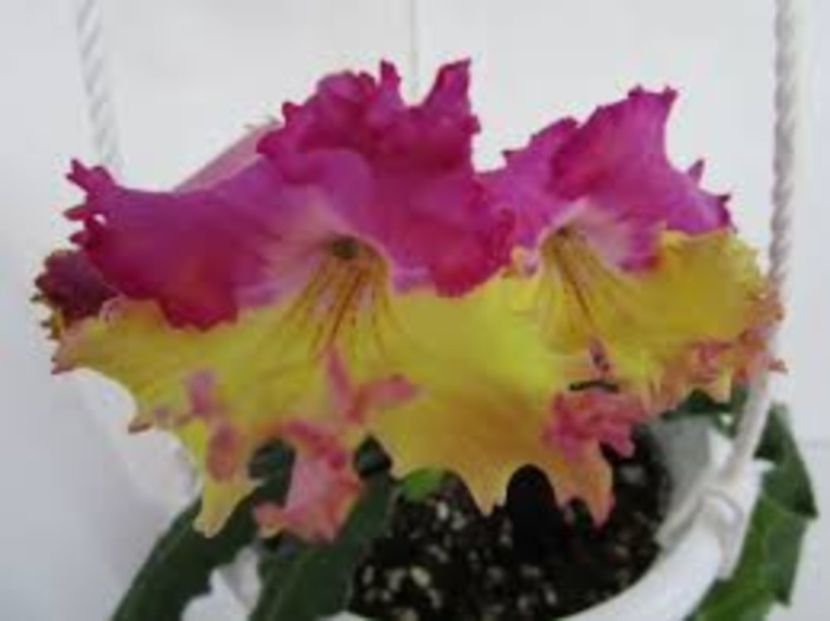 images (6) - 2017 DORINTE