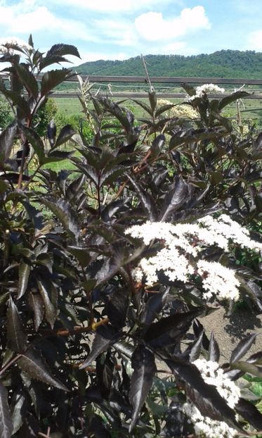 SAMBUCUS NIGRA BLACK BEAUTY - Plante Soc