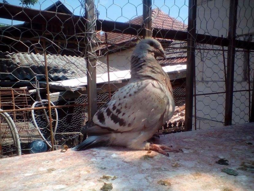 Fata 2017 - PUII 2017 DIN LA FABRICA