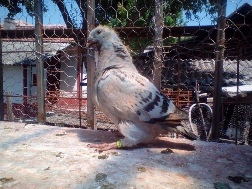 2017 - PUII 2017 DIN LA FABRICA