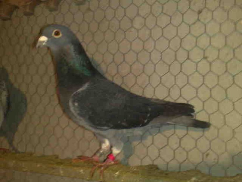 142-mascul 250 lei-fix-VANDUT - X-Porumbei vinduti