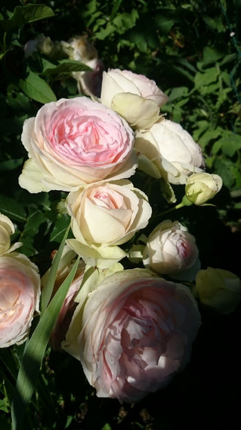 eden rose - Gradina si trandafirii 2017 - II