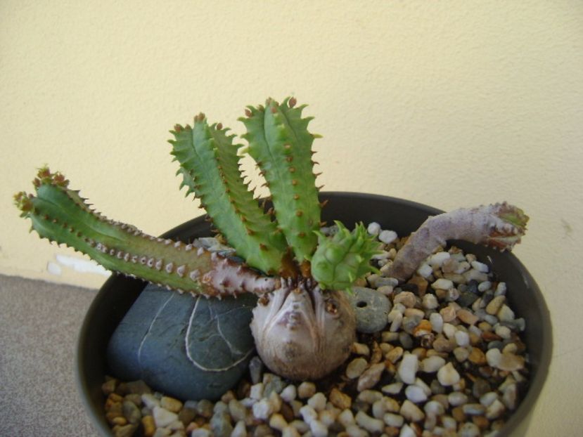 Euphorbia tubiglans - Caudiciforme si bulbi 2017