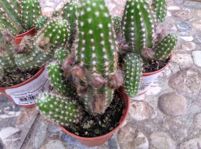  - Cactusi si suculente 2017