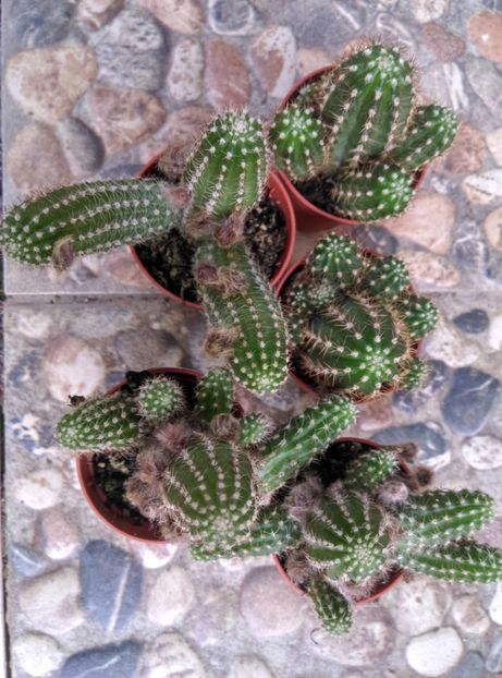  - Cactusi si suculente 2017