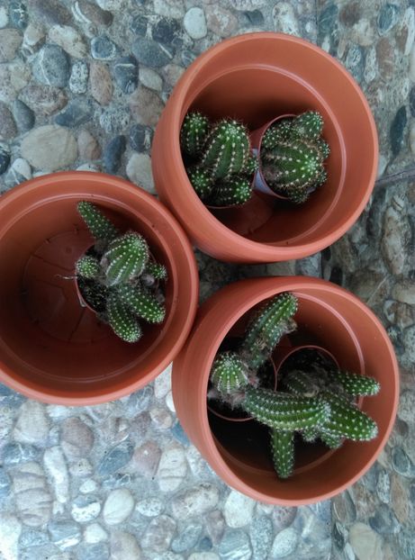  - Cactusi si suculente 2017