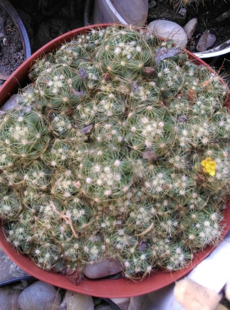  - Cactusi si suculente 2017