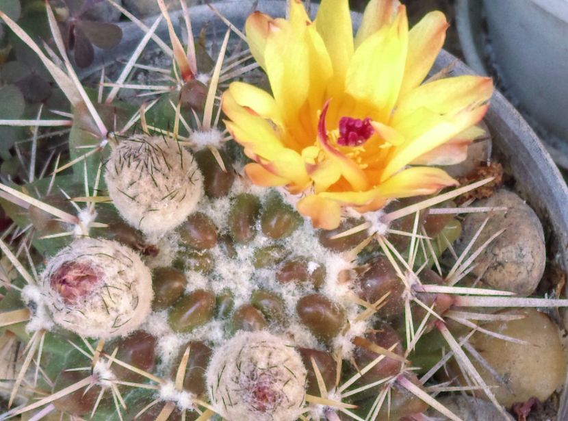  - Cactusi si suculente 2017