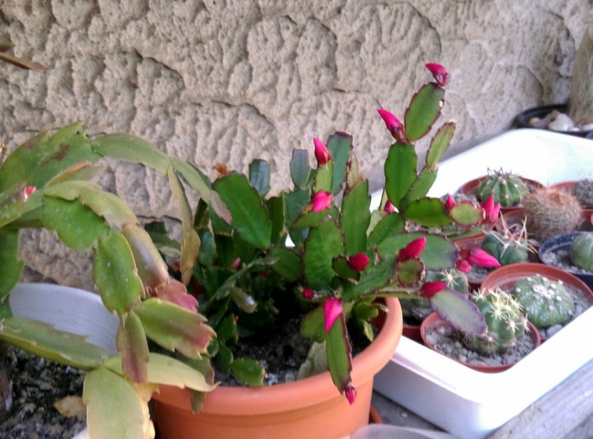  - Cactusi si suculente 2017