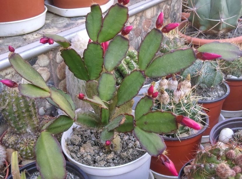  - Cactusi si suculente 2017