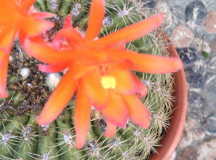  - Cactusi si suculente 2017