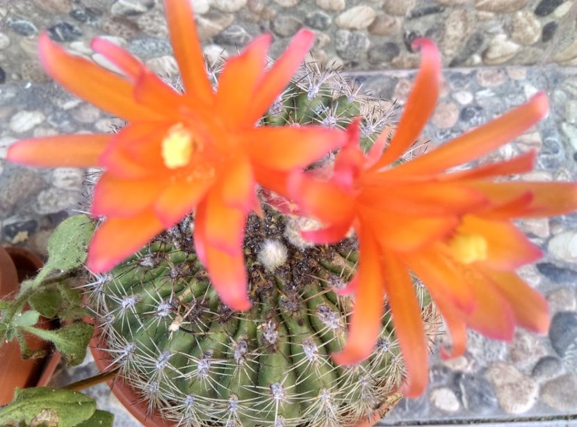  - Cactusi si suculente 2017