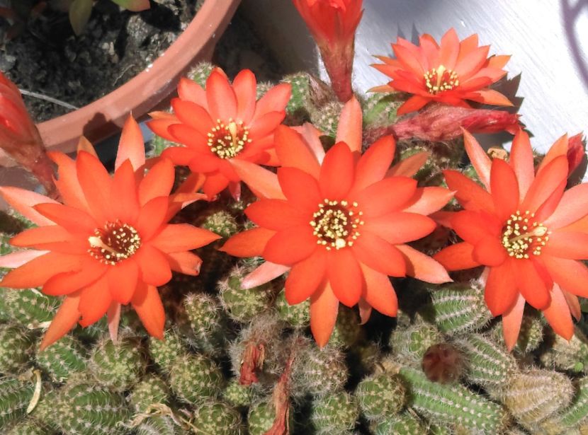 - Cactusi si suculente 2017