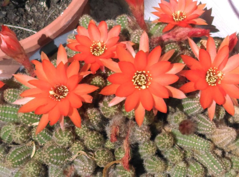  - Cactusi si suculente 2017