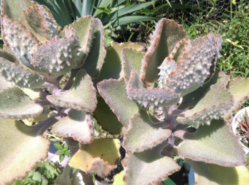  - Cactusi si suculente 2017