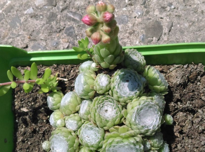  - Cactusi si suculente 2017