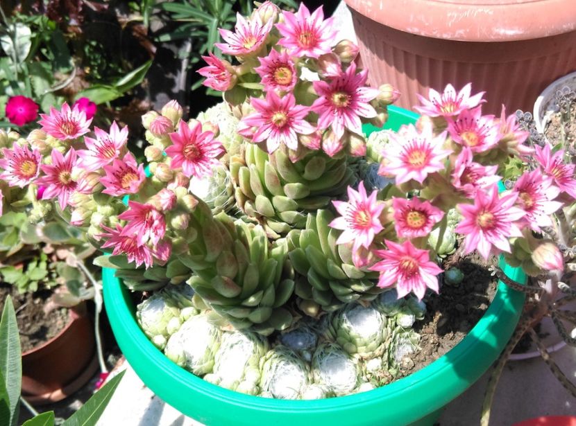  - Cactusi si suculente 2017