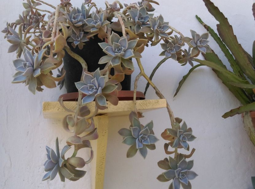  - Cactusi si suculente 2017