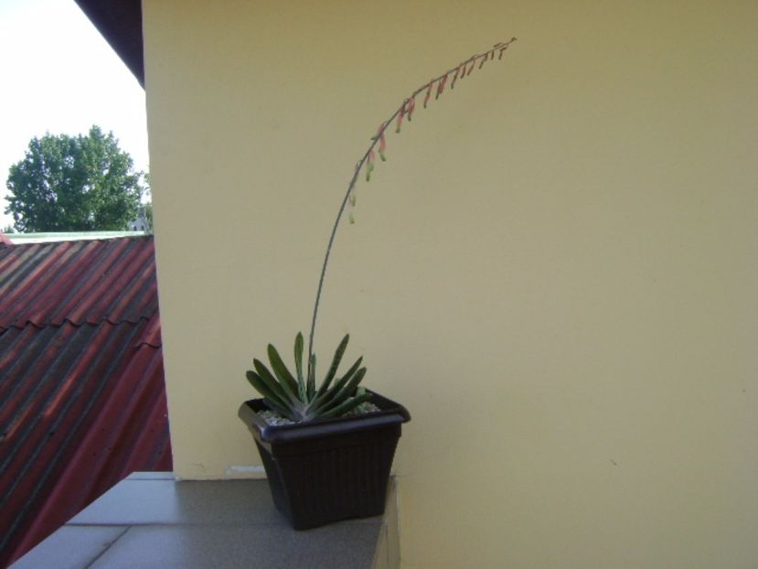 Gasteria little warty, tija florala - Suculente 2017