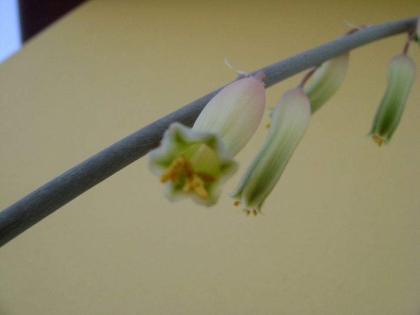 Gasteria little warty - Suculente 2017