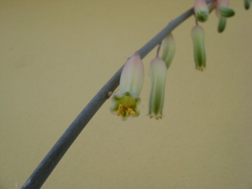 Gasteria little warty - Suculente 2017