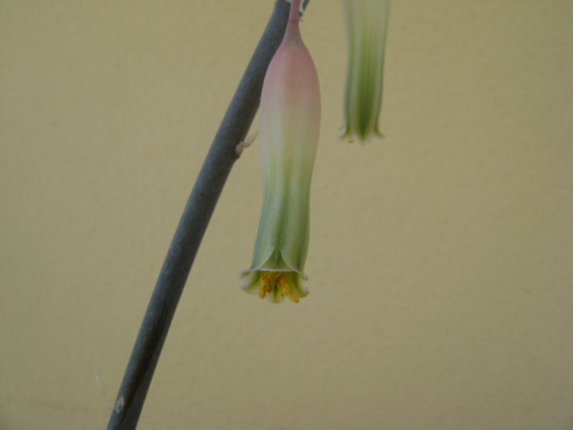 Gasteria little warty - Suculente 2017