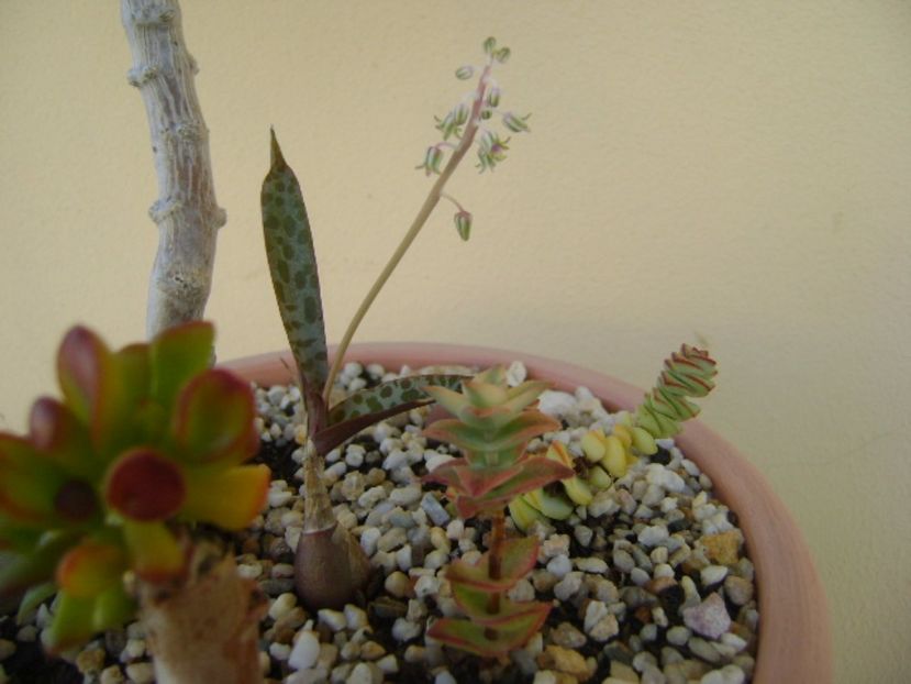 Ledebouria socialis, flori - Suculente 2017