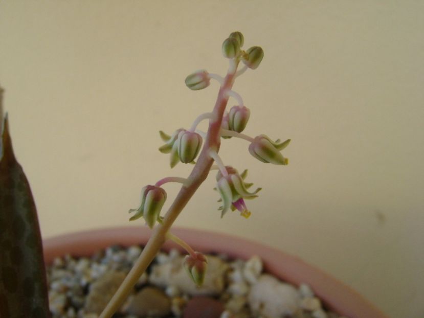 Ledebouria socialis - Suculente 2017