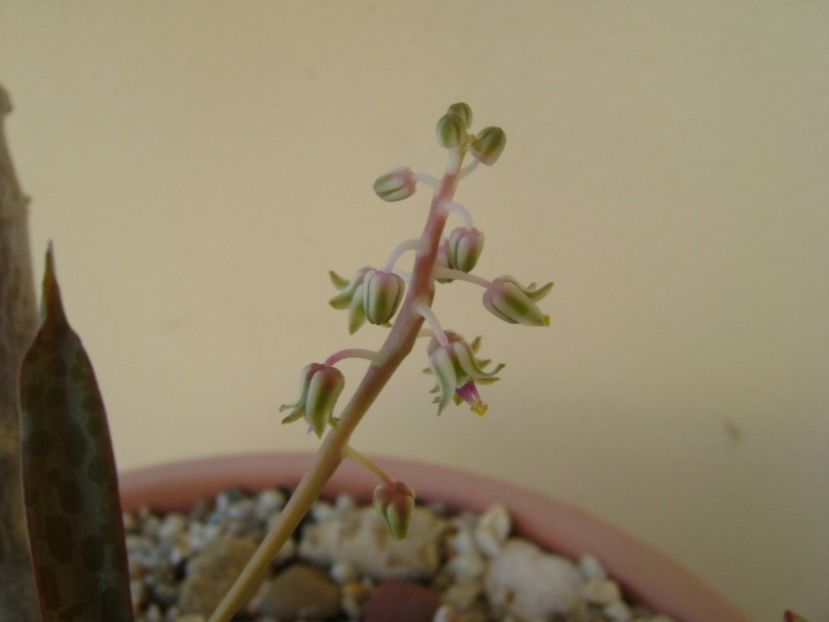 Ledebouria socialis - Suculente 2017