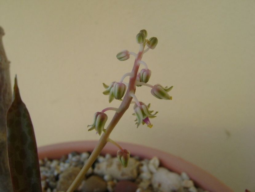 Ledebouria socialis - Suculente 2017