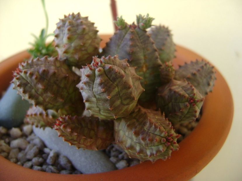Euphorbia pseudoglobosa - Suculente 2017