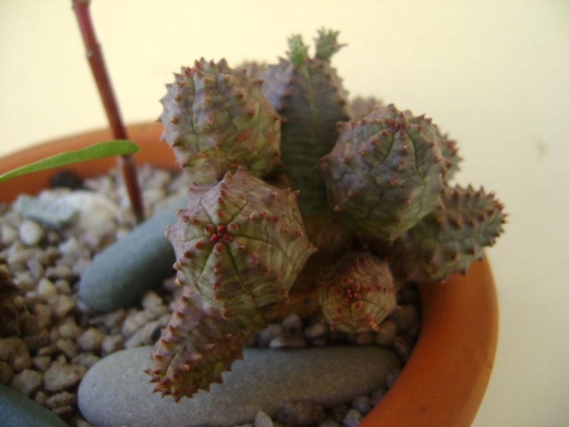 Euphorbia pseudoglobosa - Suculente 2017