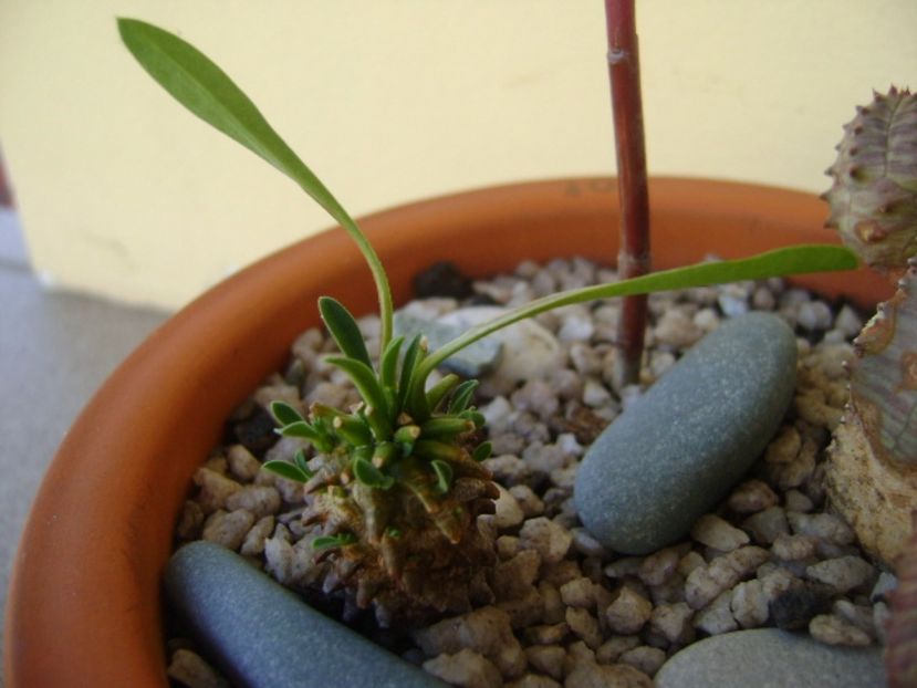 Euphorbia x japonica - Suculente 2017