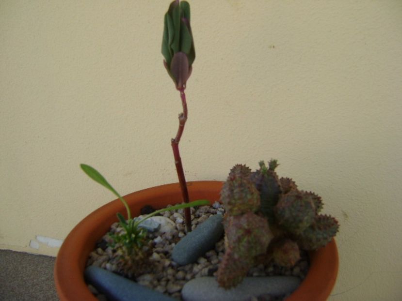 Grup de 3 suculente - Suculente 2017